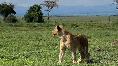 3 Days Ol Pejeta Conservancy Private Safari – Big Five, Rhinos and Chimpanzee Sanctuary - Image - 13235